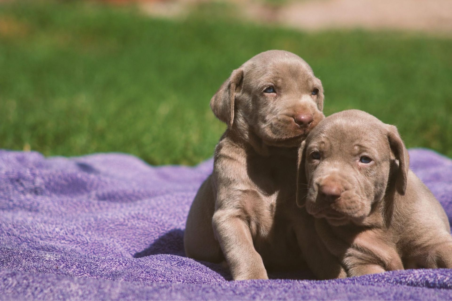 pet care services In Somerton, AZ