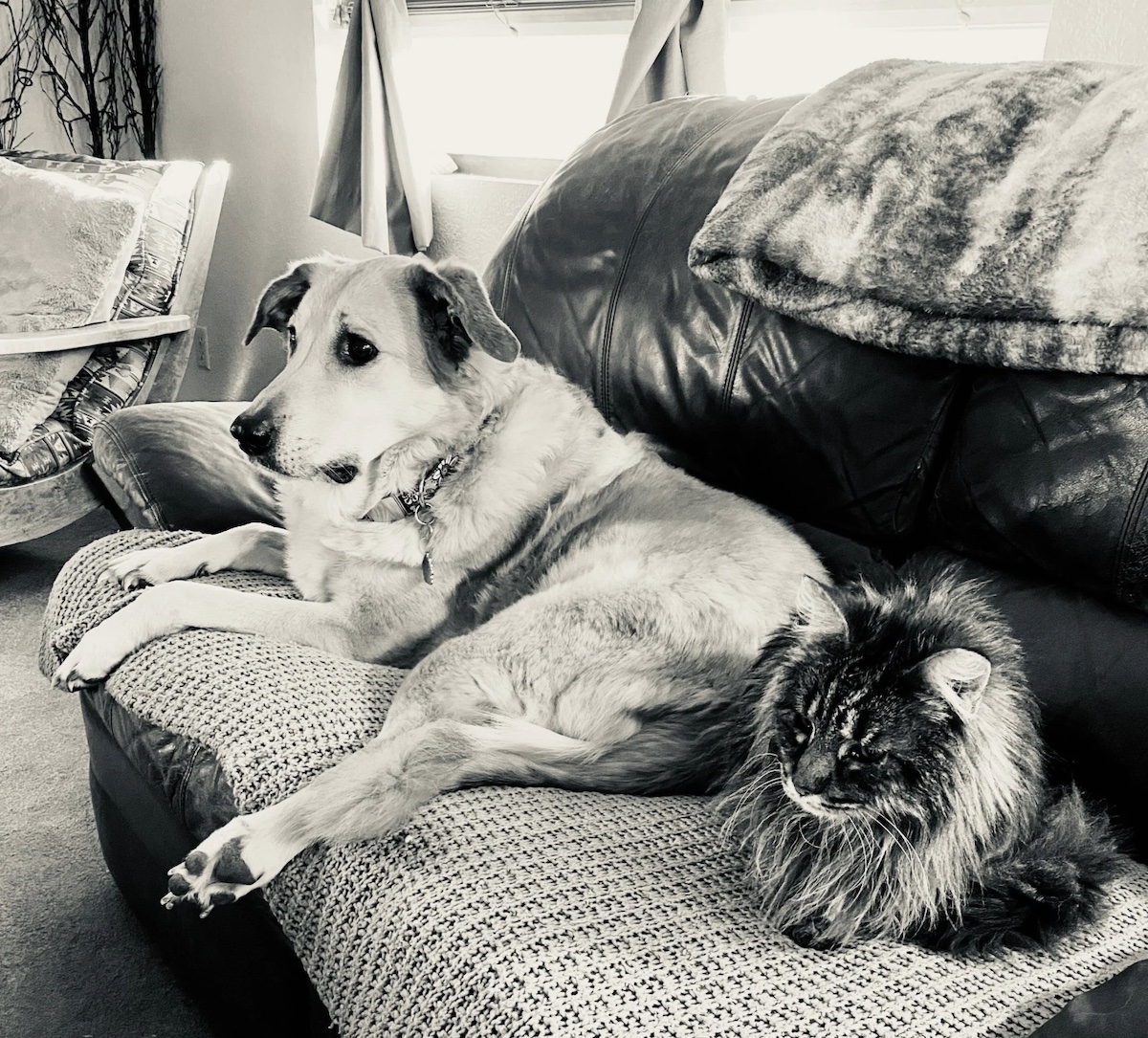 A dog and cat resting together