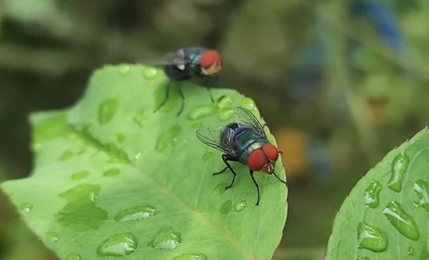 Screwworm