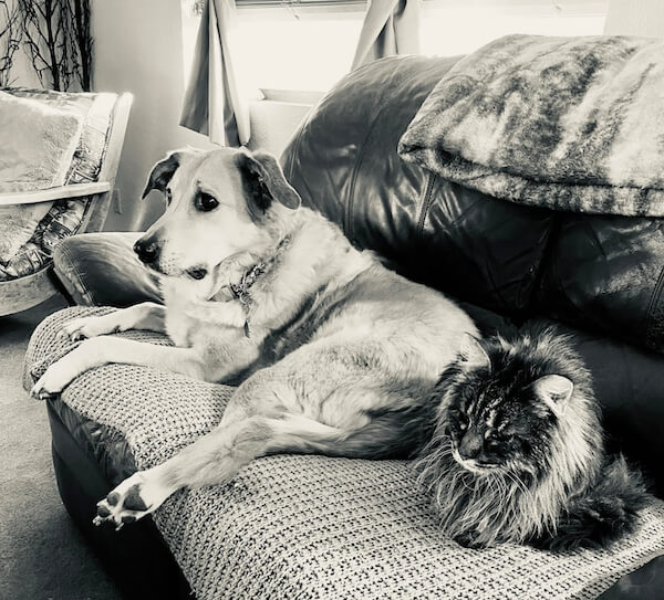Dog and cat sitting on the couch