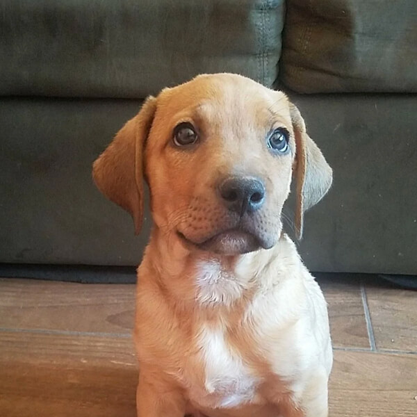 Cute brown puppy sitting nicely in the living room