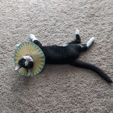 Cat after being spayed at the vet