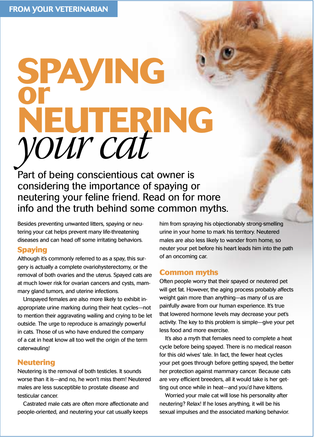 Spaying or Neutering your cat