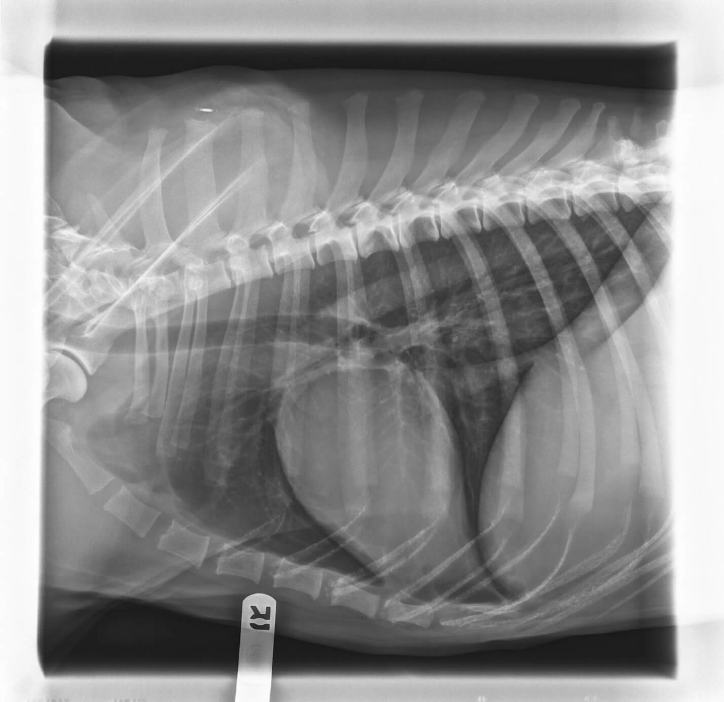 Radiograph of a dog