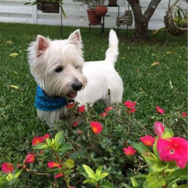 Cute white dog in the garden smelling some flowers