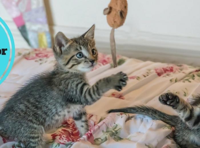 5 Exercises for Sedentary Cats