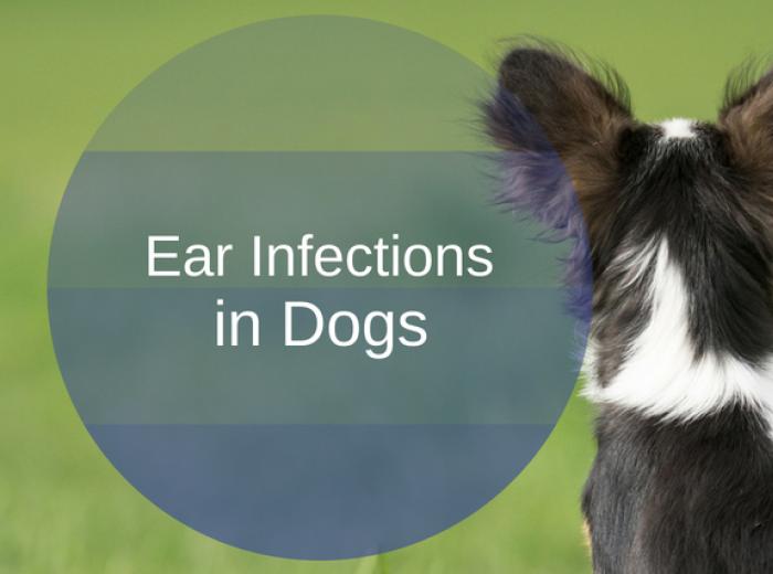 Ear Infections in Dogs