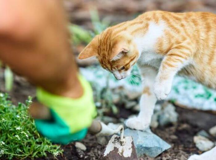 Summer Plants That Can Be Toxic to Dogs and Cats