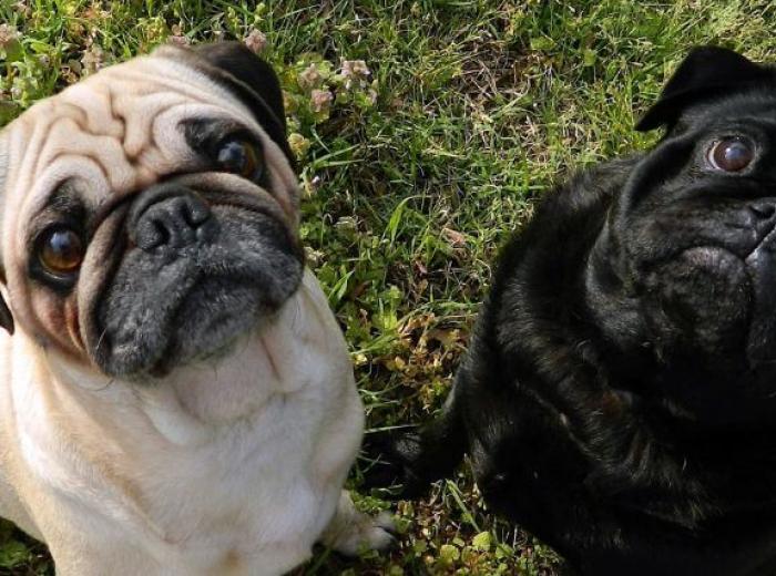 Why Brachycephalic Dogs May Struggle More in Summer Heat
